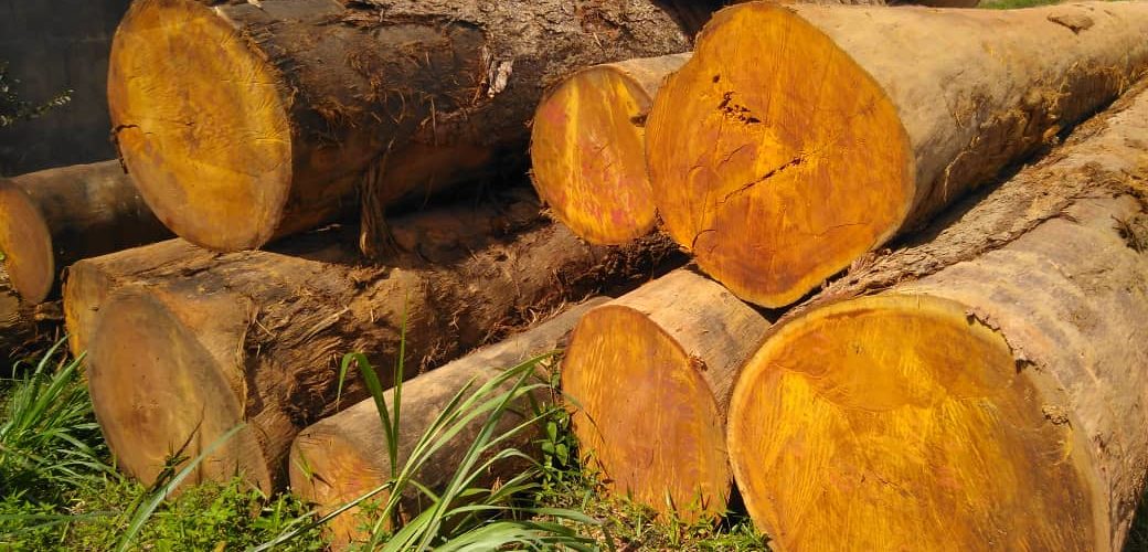 Gabon: balancing between a growing timber industry and the global environment